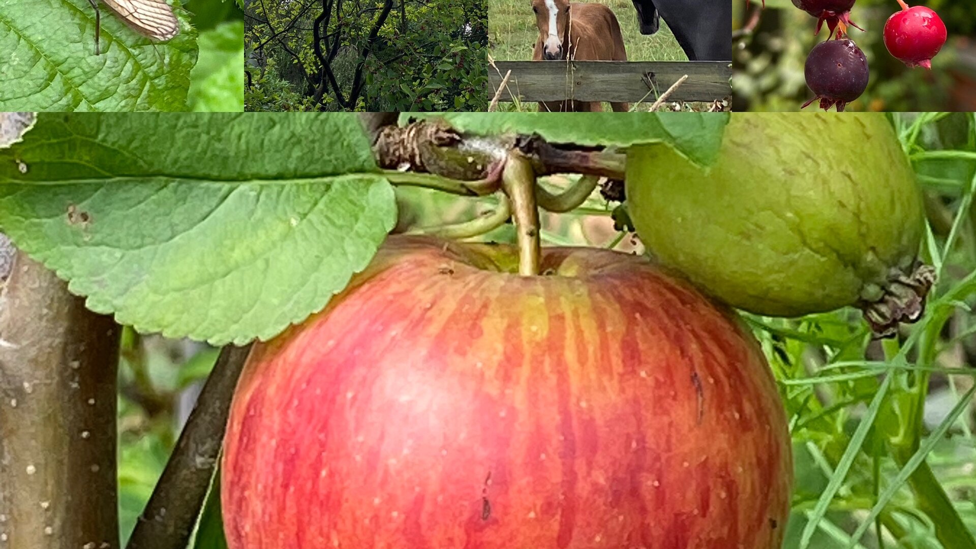 Obstweg | © Heike Ritterskamp Obstweg | © Heike Ritterskamp