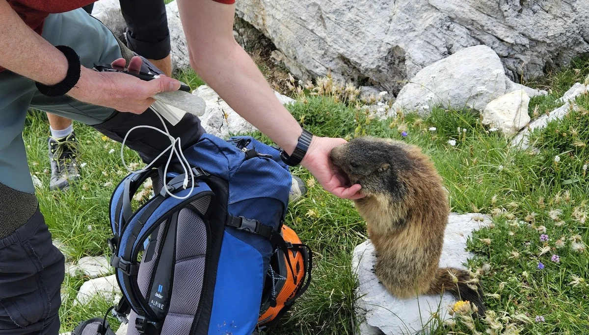 Murmeltier | © Anke Steinfeld