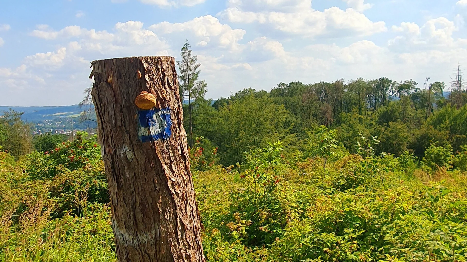 Natursteig Sieg | © Anke Steinfeld