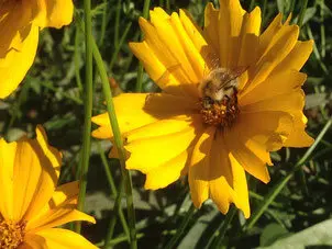 Blümchen | © Heike Ritterskamp