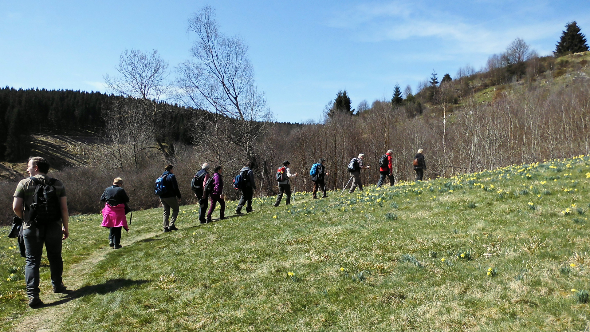 Narzissen-Wanderweg Eifel | © Uwe Drath Narzissen-Wanderweg Eifel | © Uwe Drath