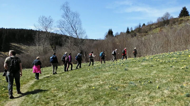 Narzissen-Wanderweg Eifel | © Uwe Drath