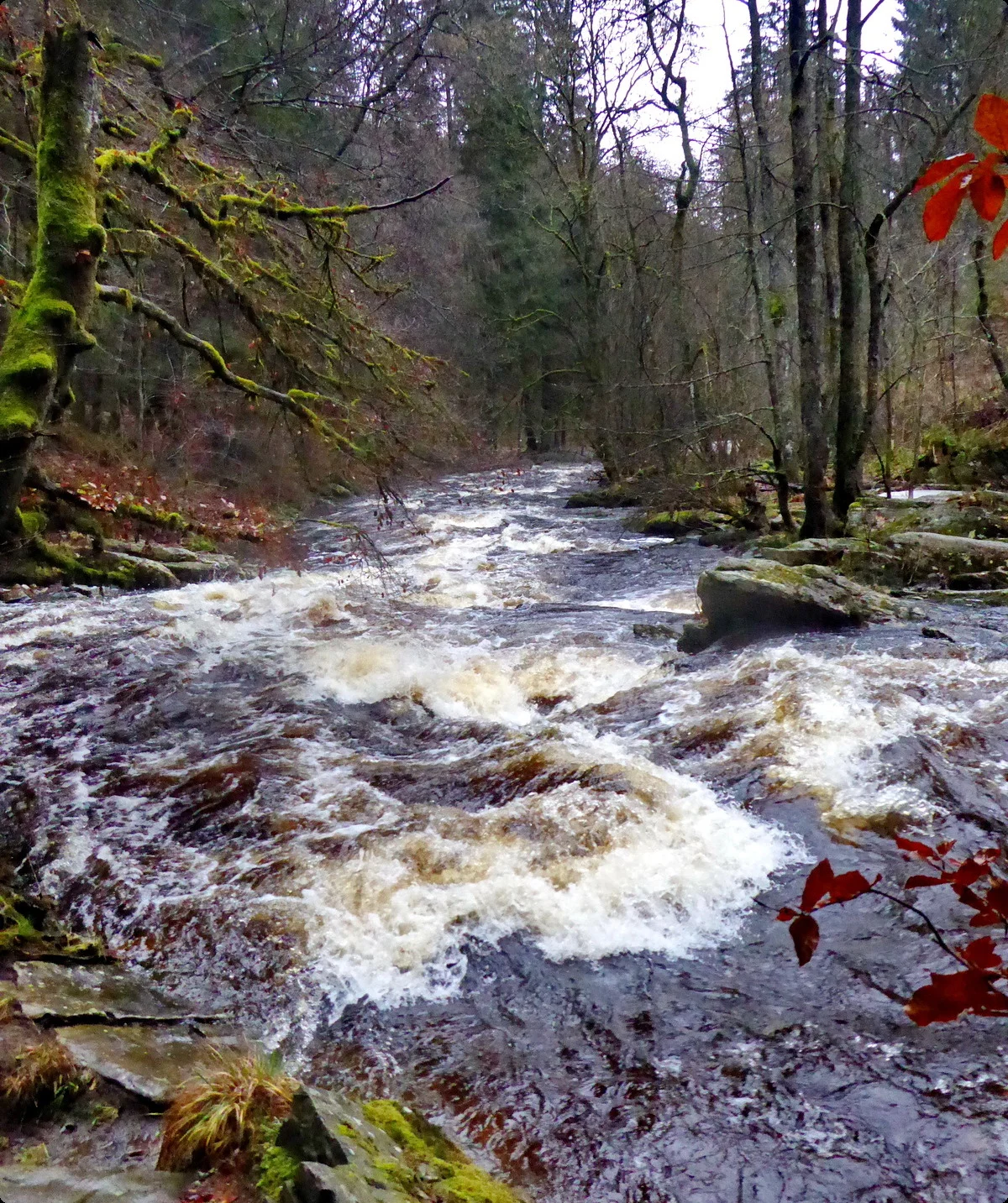 Eifelvereinsweg 100, Die junge "Rur" aus dem Hohen Venn | © Uwe Drath