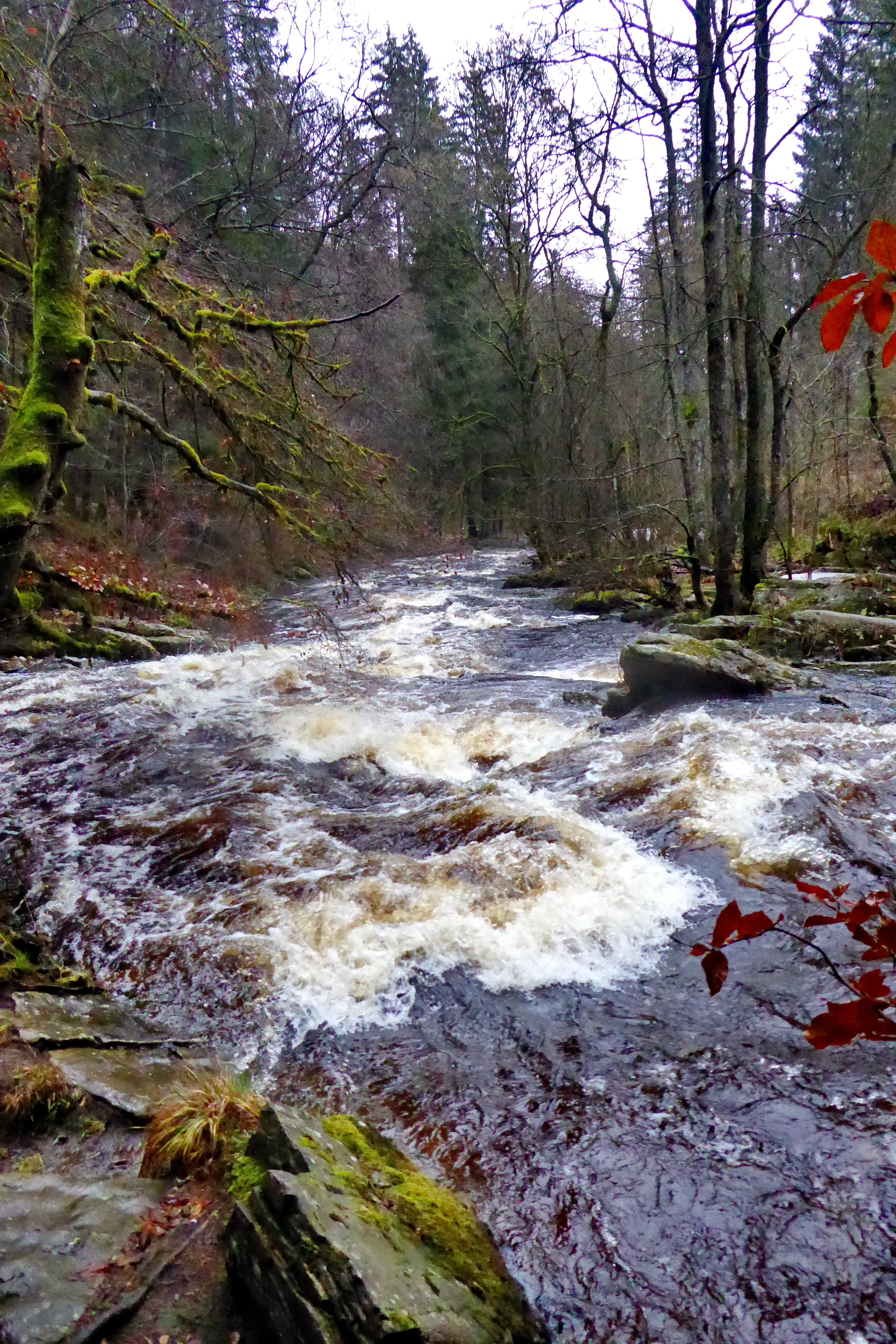 Eifelvereinsweg 100, Die junge "Rur" aus dem Hohen Venn | © Uwe Drath