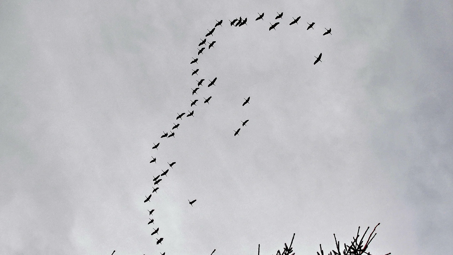 Hohes Venn, Kraniche über dem Kutenhart | © Uwe Drath