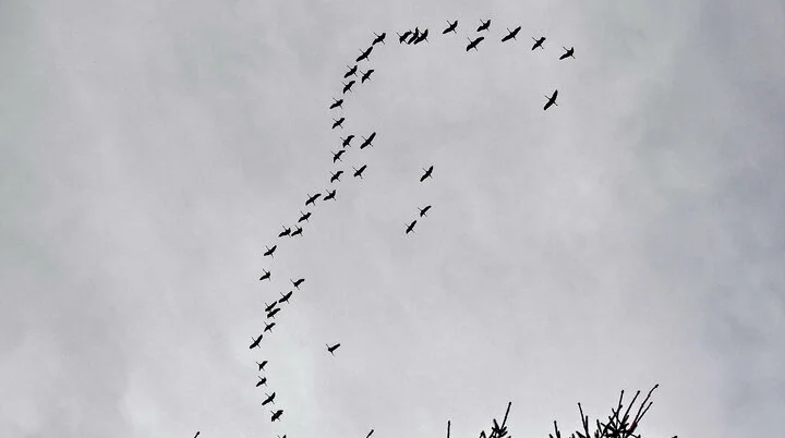 Hohes Venn, Kraniche über dem Kutenhart | © Uwe Drath