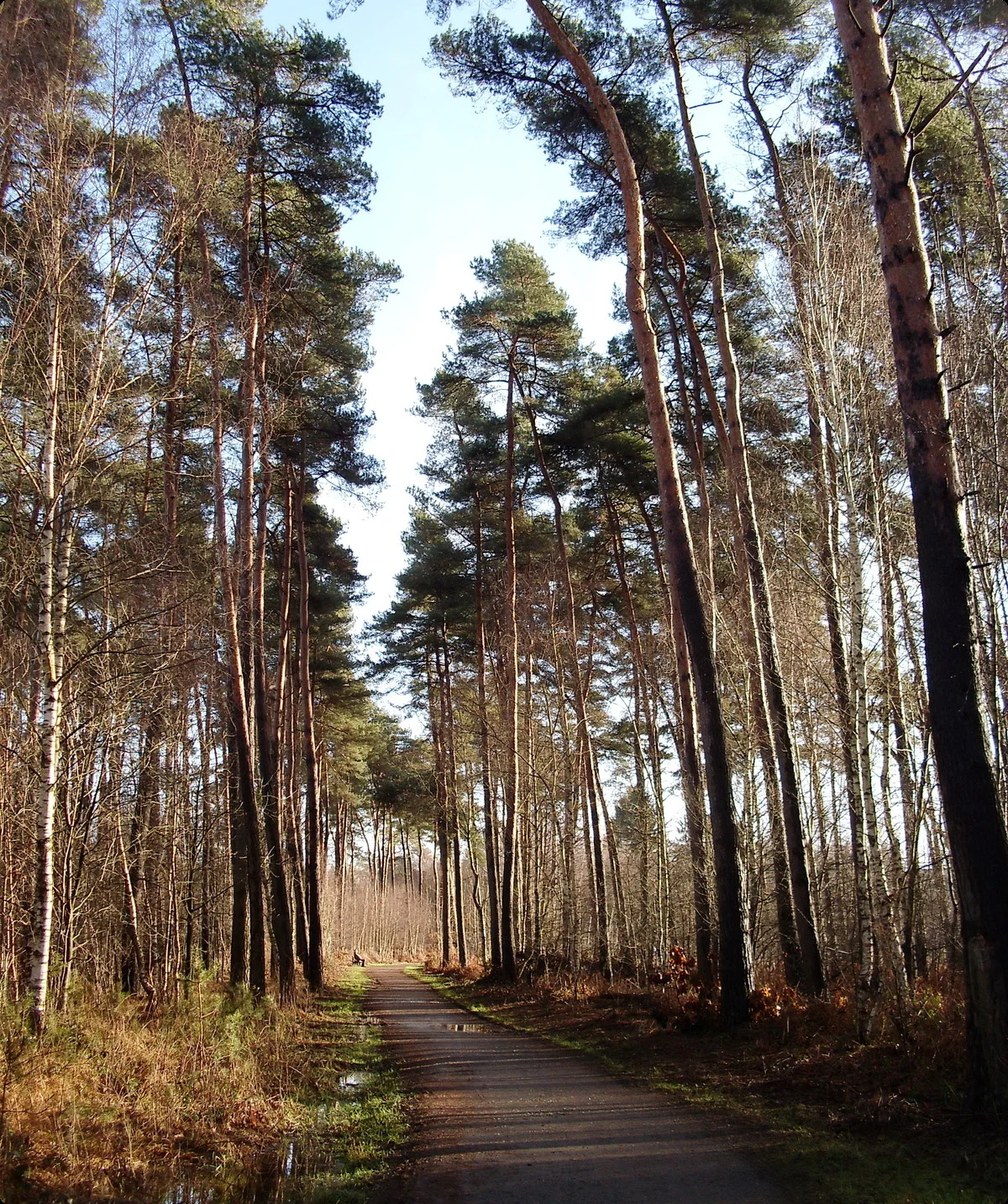 Ohligser Heide | © Uwe Drath
