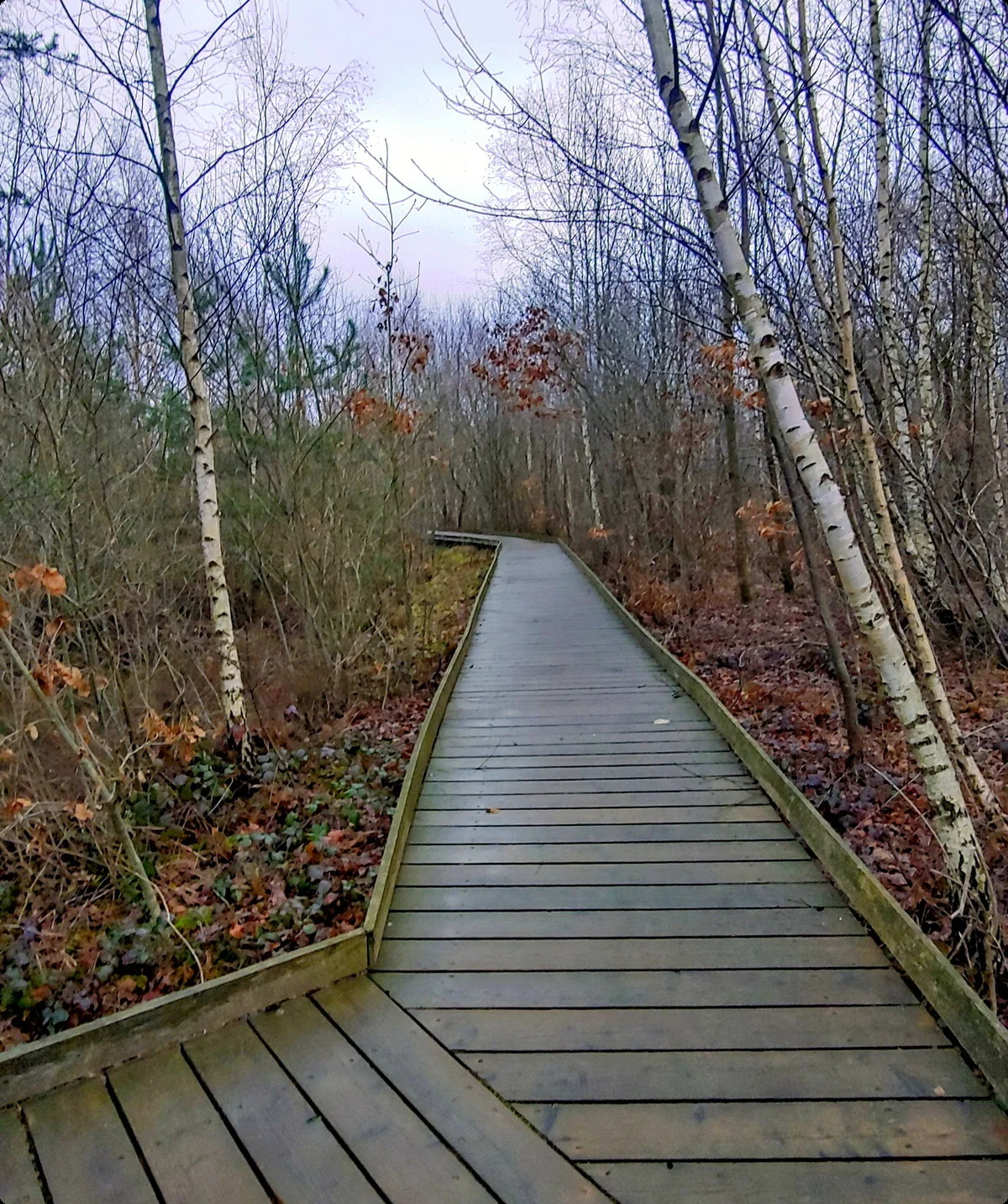 Drover Heide, Bohlenweg | © Uwe Drath