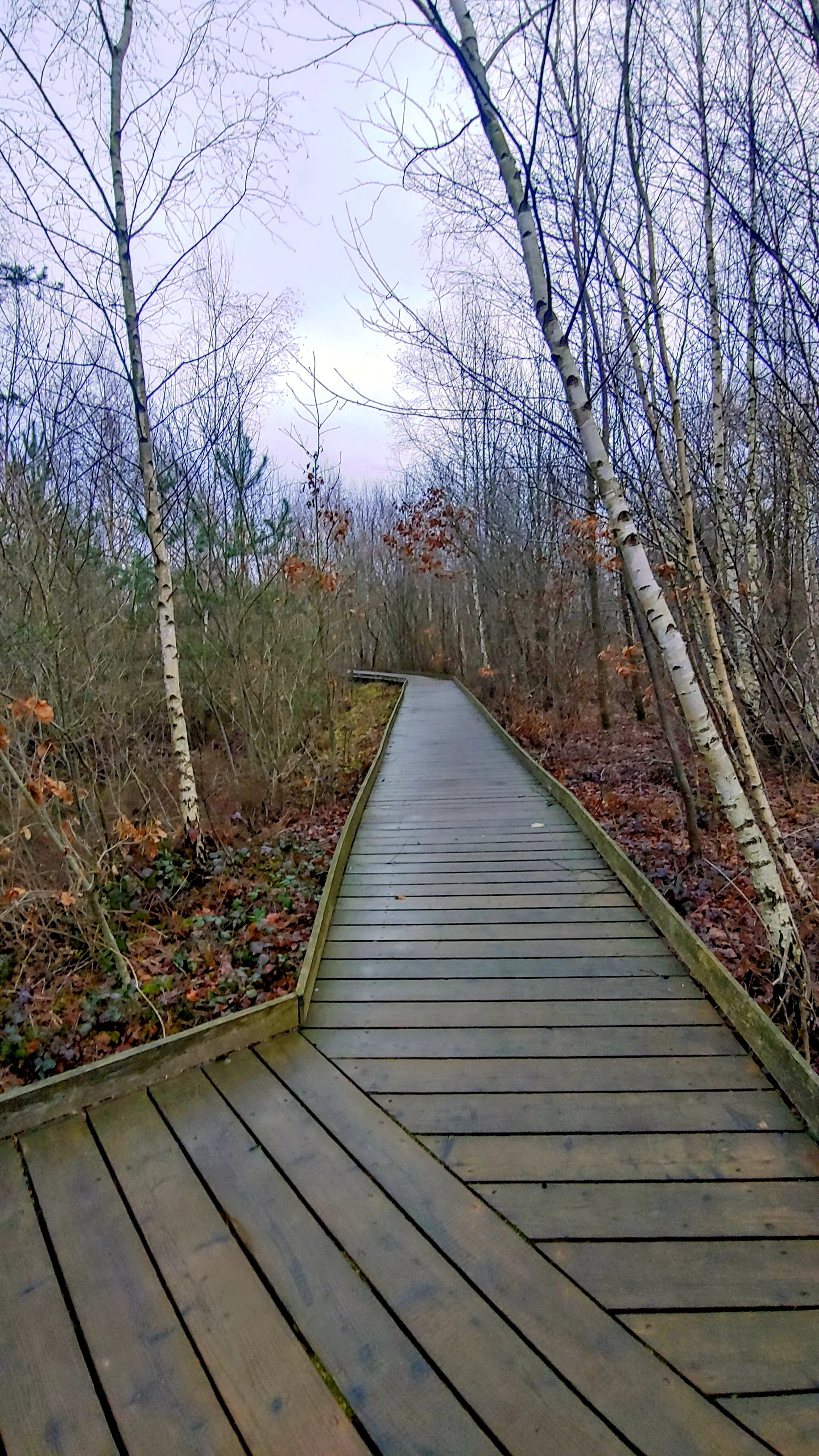 Drover Heide, Bohlenweg | © Uwe Drath