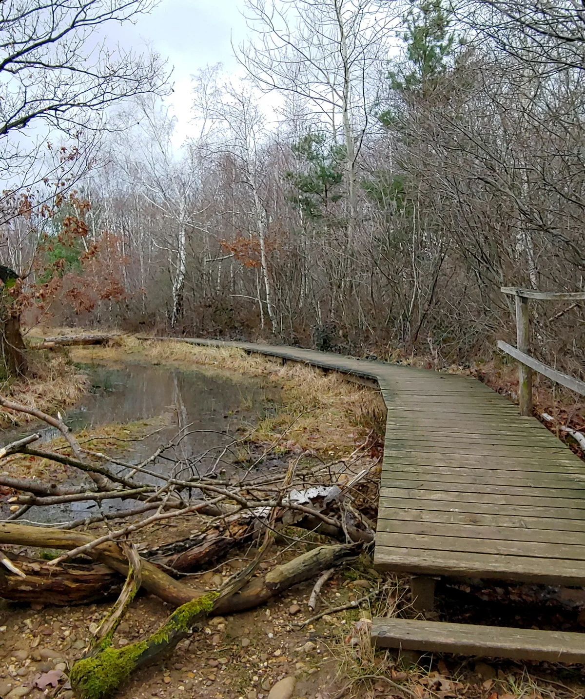 Drover Heide, Feuchtgebiet | © Uwe Drath
