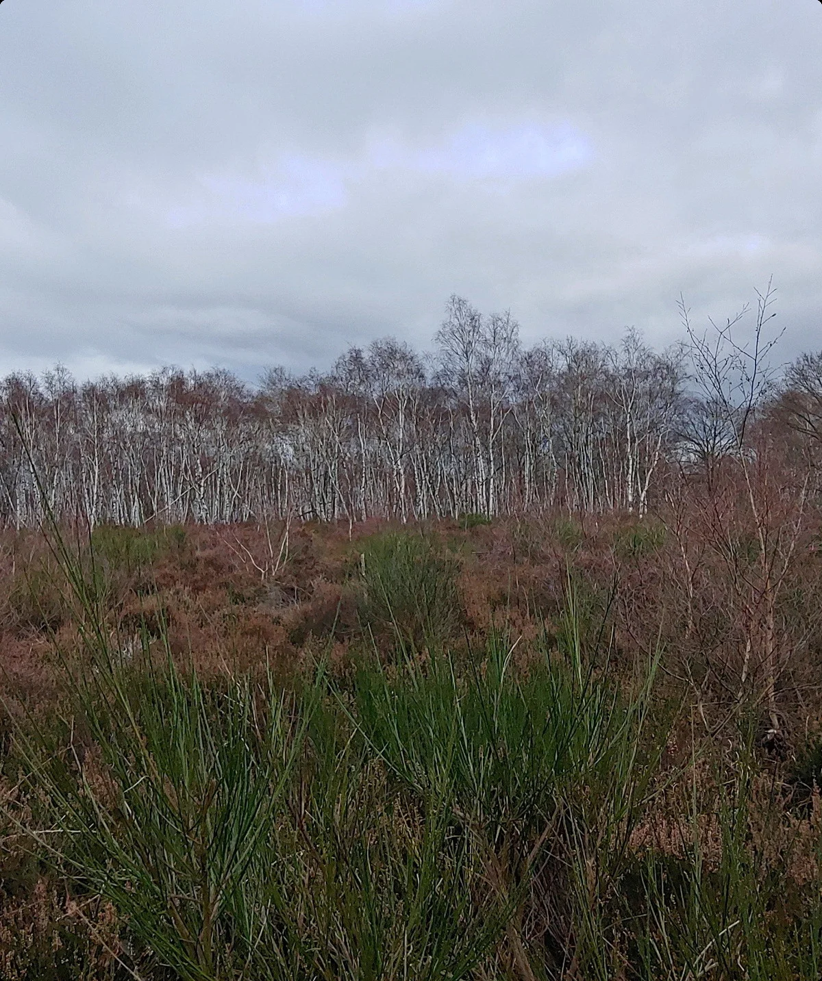 Drover Heide, Heide und Erika | © Uwe Drath
