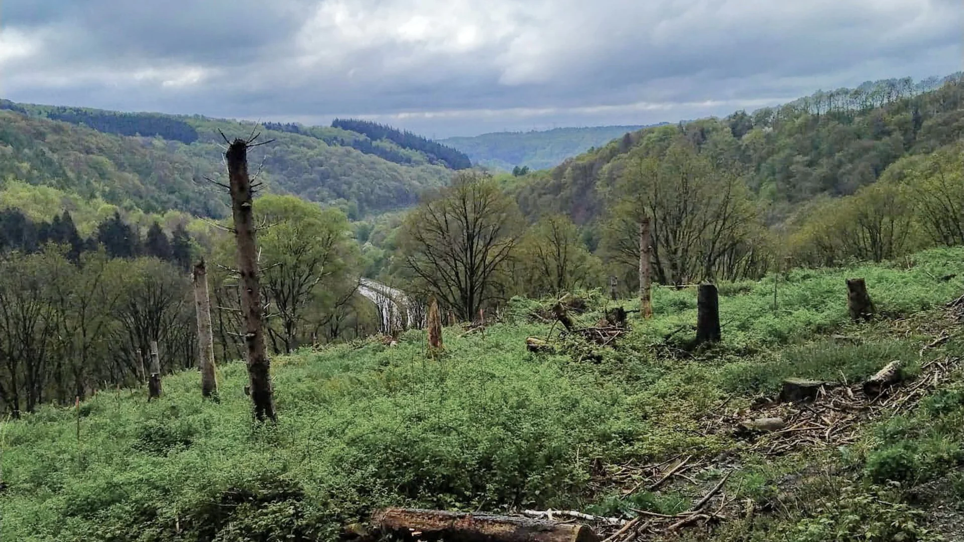 Klingenpfad 2024, Etappen 1-2, Blick zur Kohlfurth/Wupper | © Susanne Drath