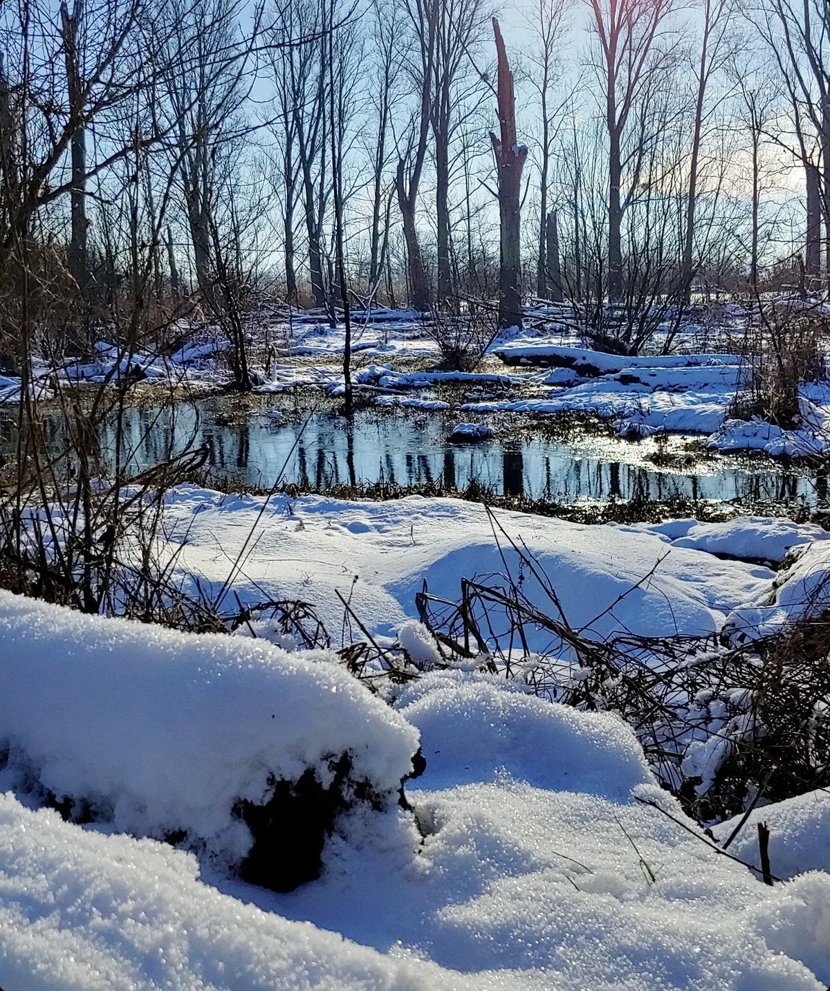 Urdenbacher Kämpe am Altrhein, Winter 2024 | © Uwe Drath
