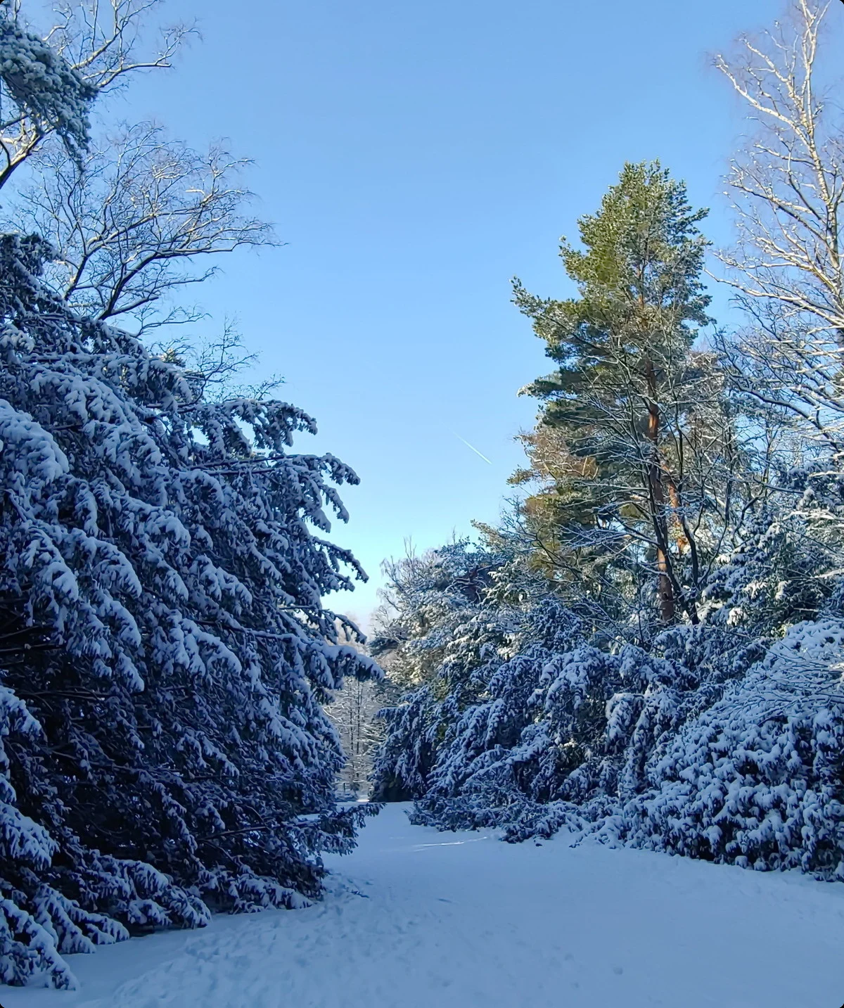 Ohligser Heide im Winter | © Uwe Drath