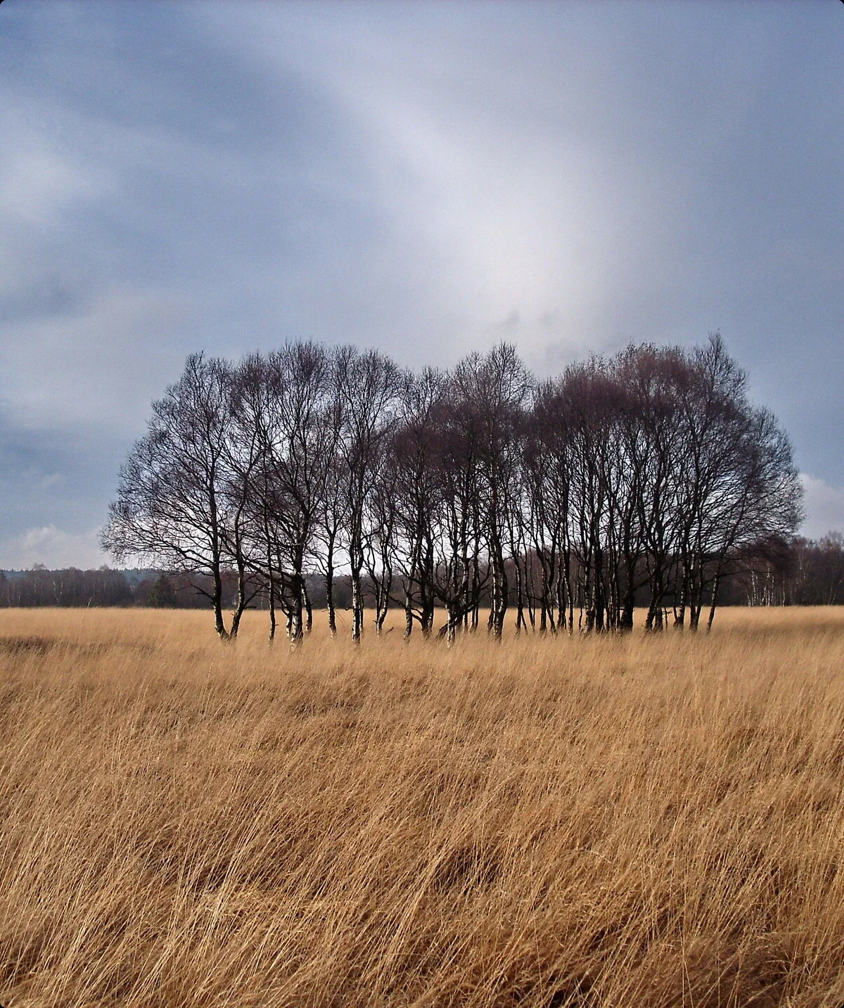 Hohes Venn,Kinktenhart | © Uwe Drath