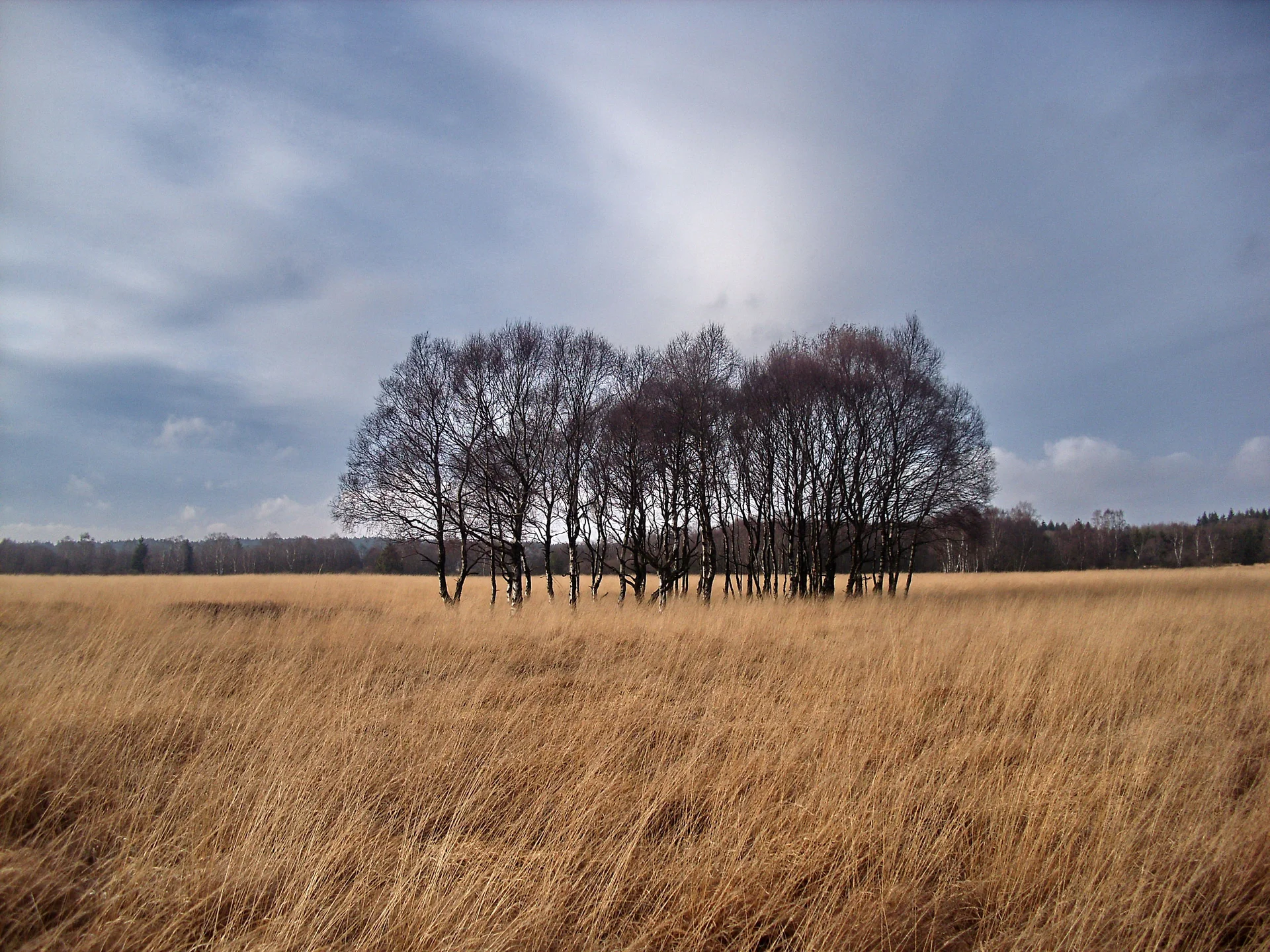 Hohes Venn,Kinktenhart | © Uwe Drath