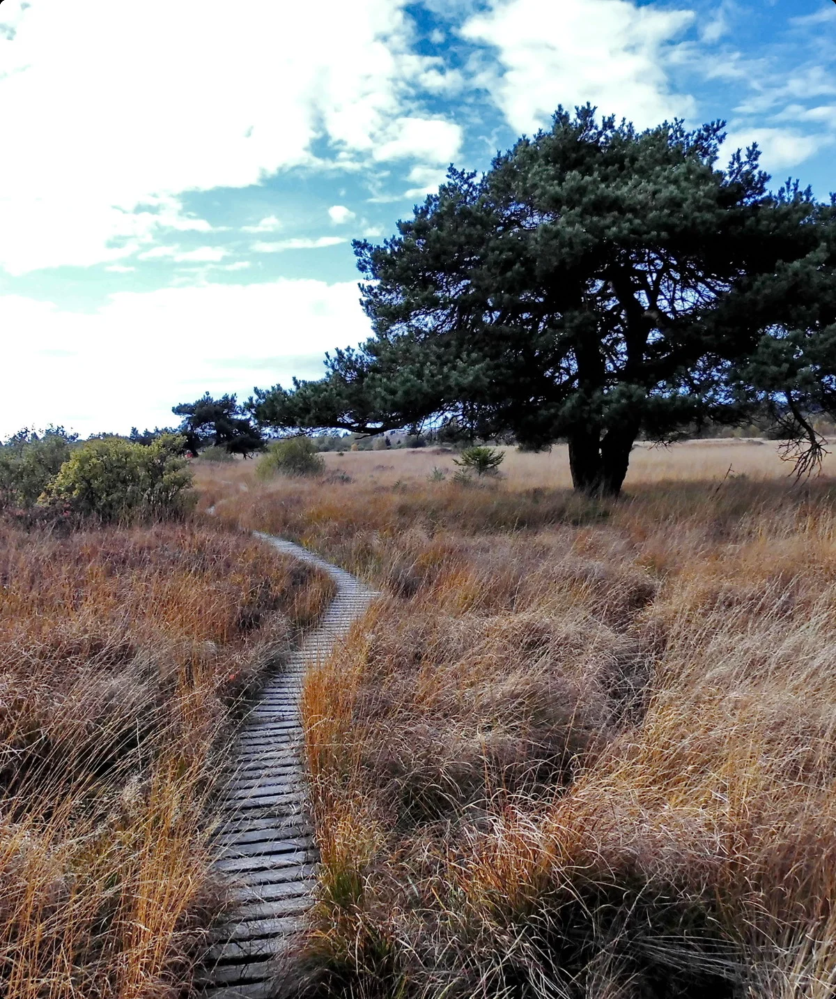 Hohes Venn, Kinktenhart | © Uwe Drath