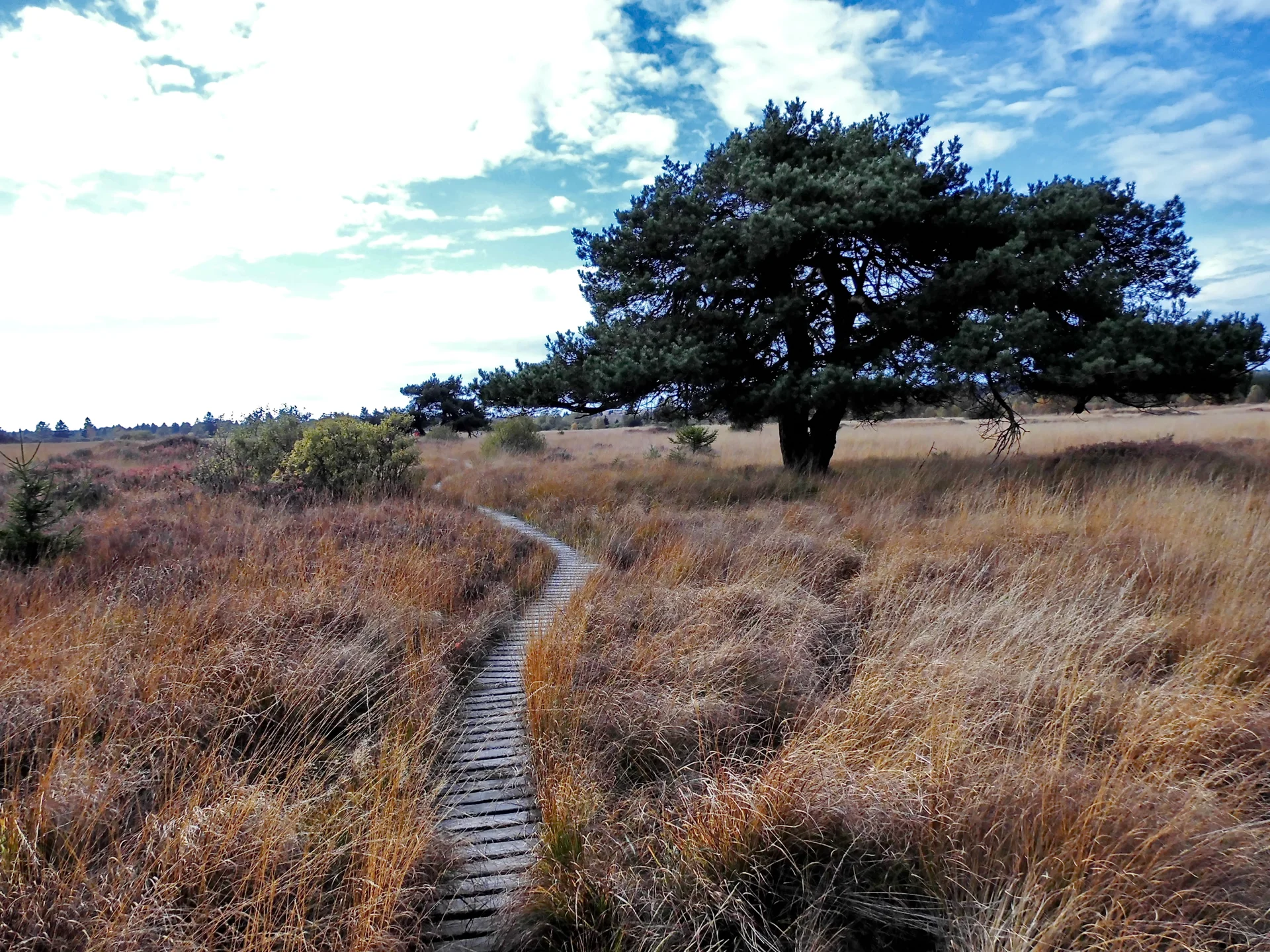 Hohes Venn, Kinktenhart | © Uwe Drath