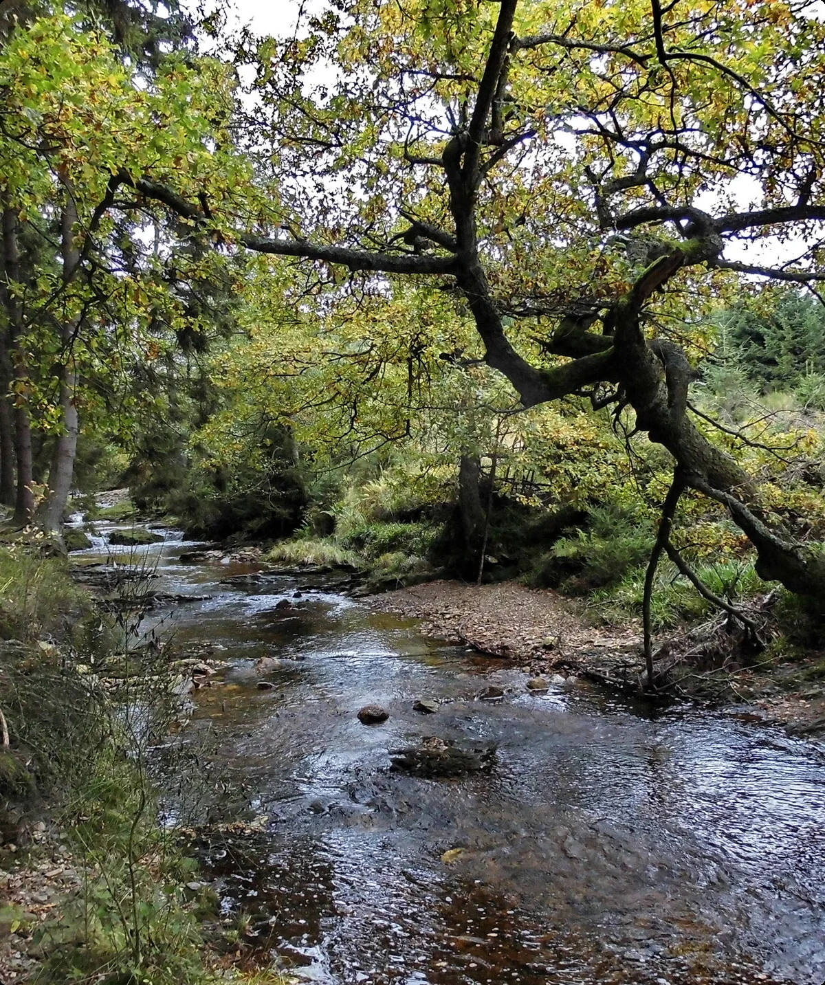 Hohes Venn, Steinbach bei Roetgen | © Uwe Drath