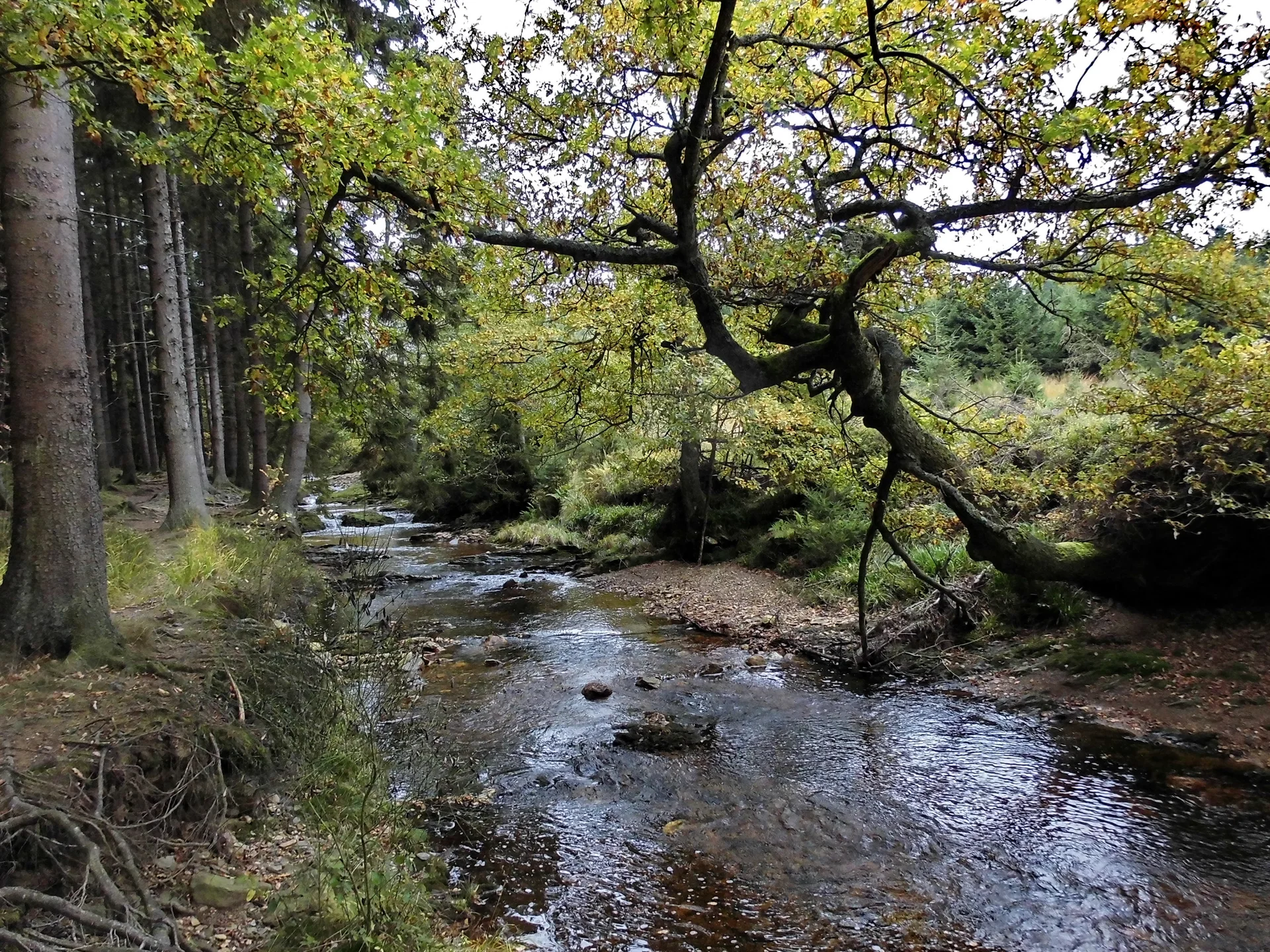 Hohes Venn, Steinbach bei Roetgen | © Uwe Drath