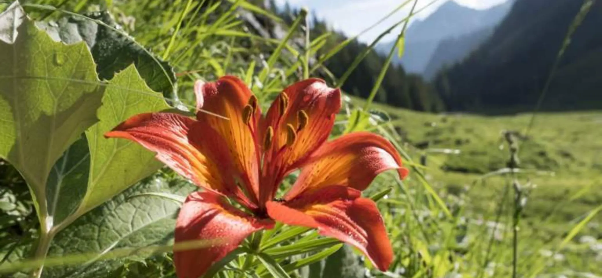 Feuerlilie | © DAV / Nadine Ormo